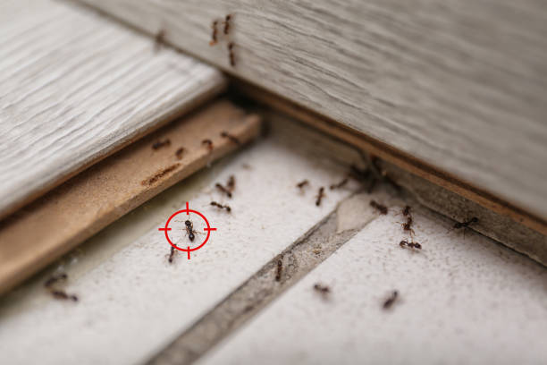 Best Spider Control Near Me  in Elkhorn, WI