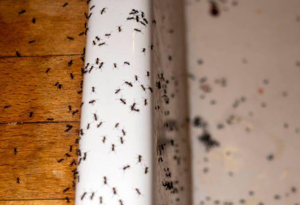 Best Termite Control Services  in Elkhorn, WI